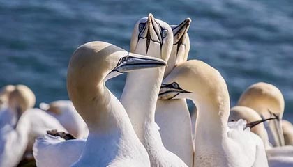 秘语空间深度揭秘：花絮风波背后，业内人士在酒店房间的角色极其令人意外